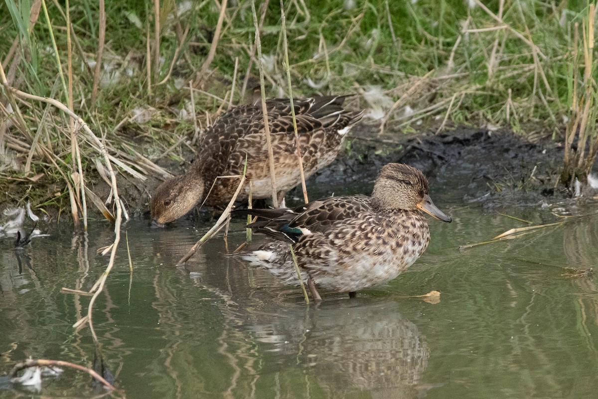 Green-winged Teal - ML380048031