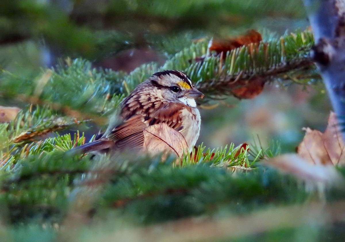 White-throated Sparrow - ML380051421