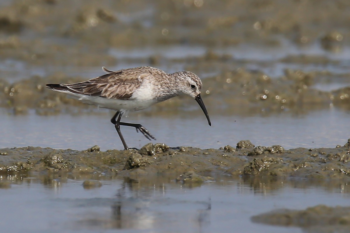 Curlew Sandpiper - Syed Abbas