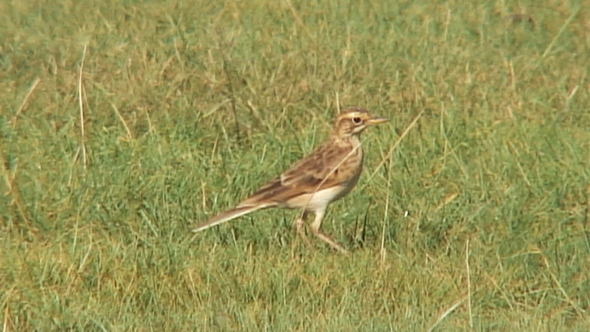 African Pipit (African) - ML380053631