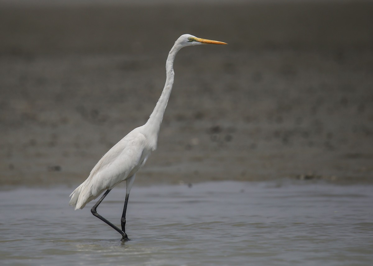 Great Egret - Syed Abbas