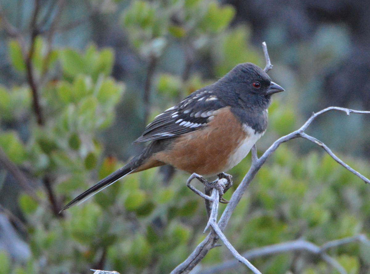 Spotted Towhee - ML380056031