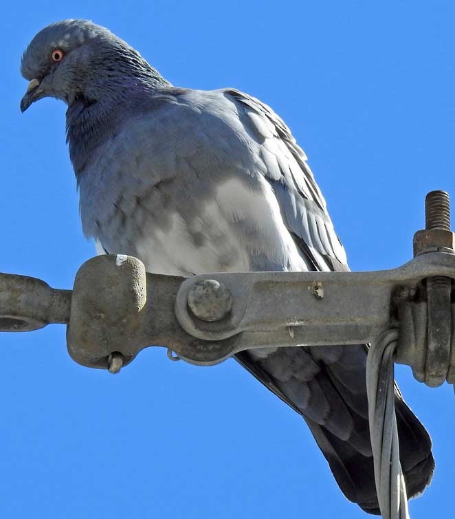 Rock Pigeon (Feral Pigeon) - Jordan Rolen