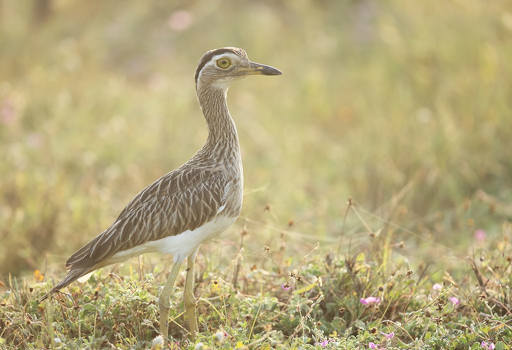 Double-striped Thick-knee - manuel grosselet