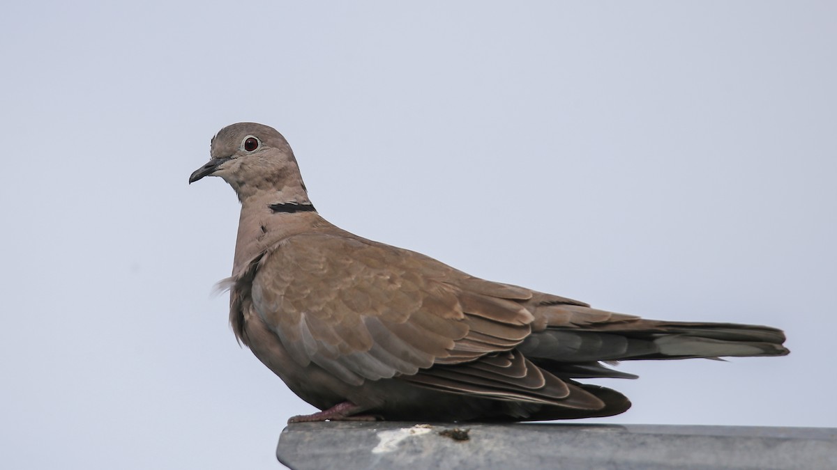 Eurasian Collared-Dove - Syed Abbas