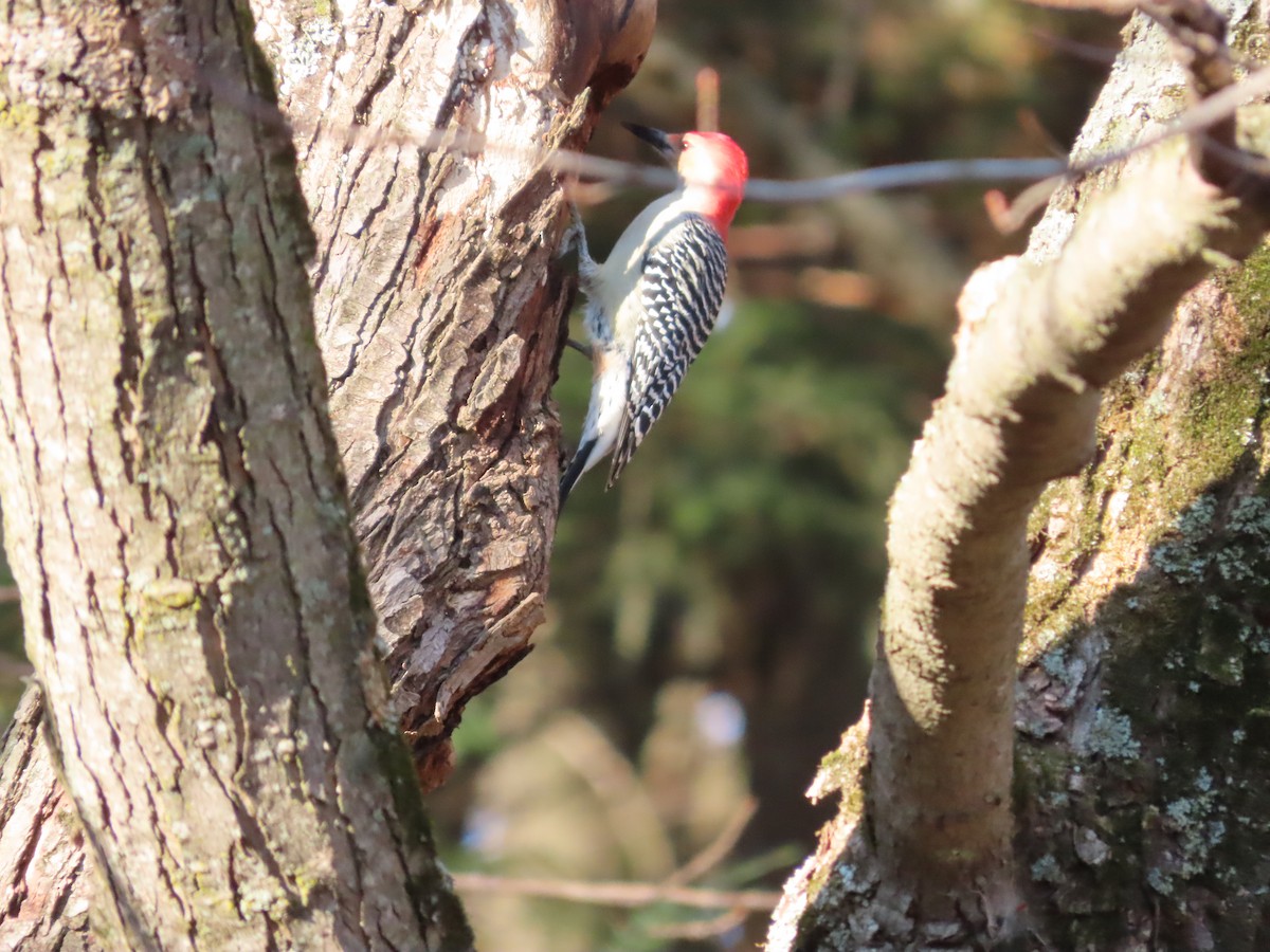 Red-bellied Woodpecker - Lynn Barber