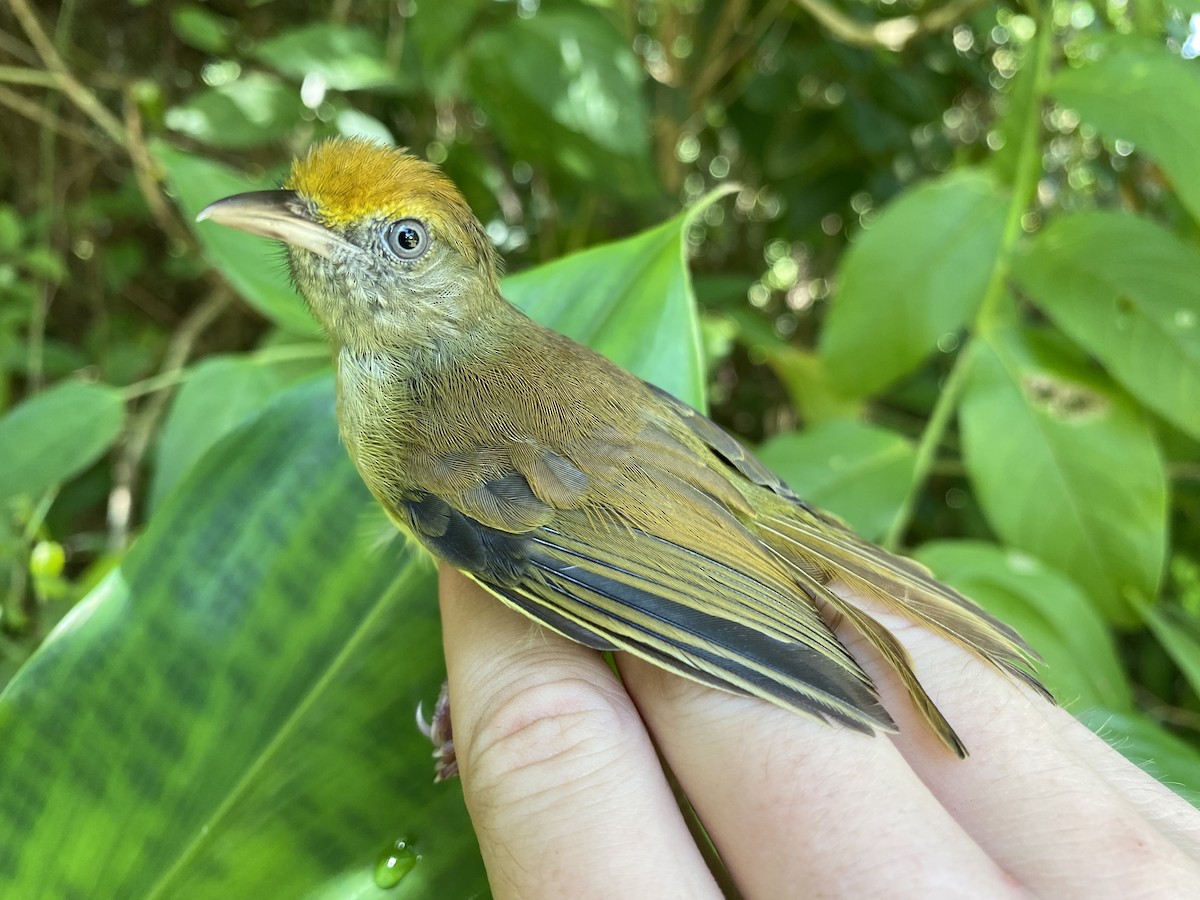 Tawny-crowned Greenlet - ML380074331