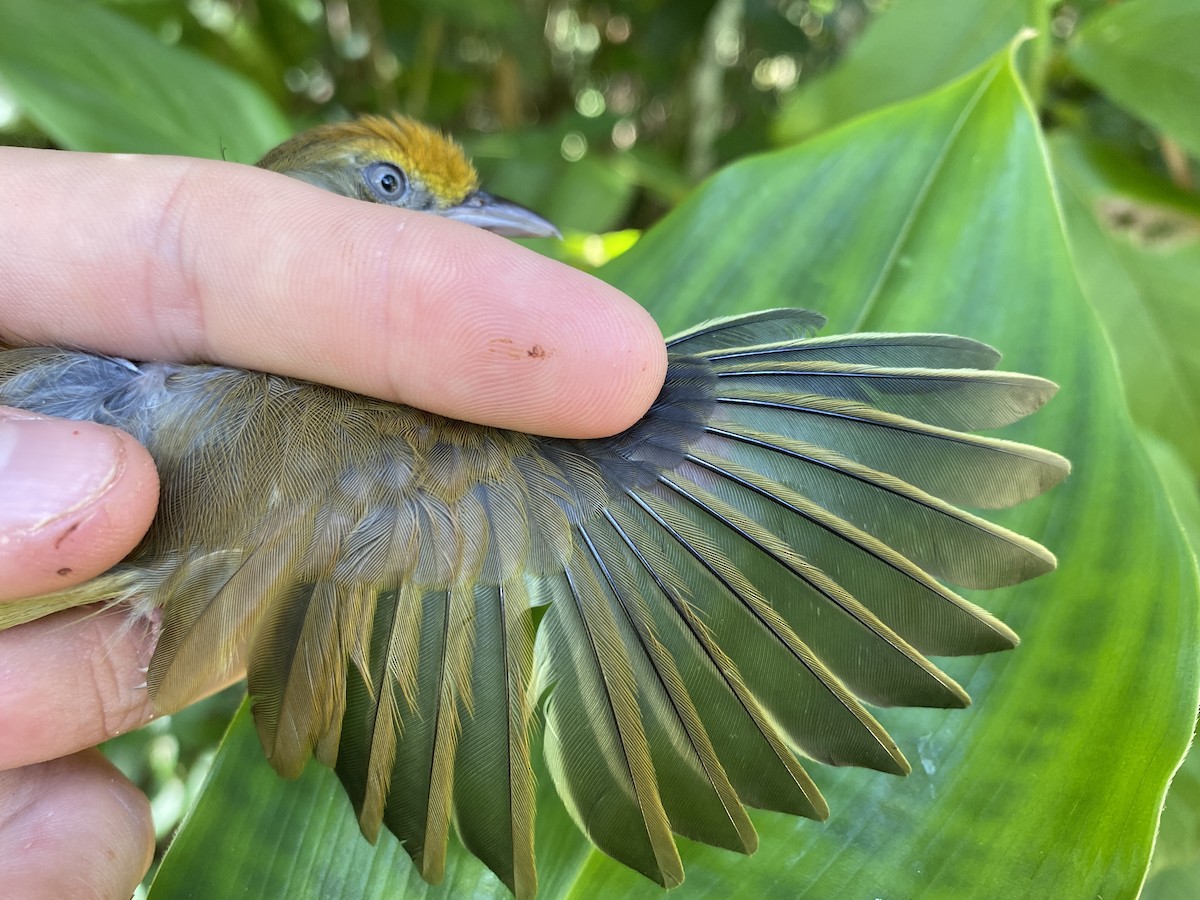 Tawny-crowned Greenlet - ML380074491