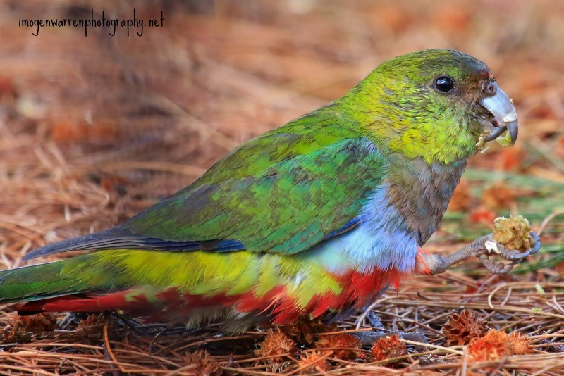 Red-capped Parrot - ML38007551