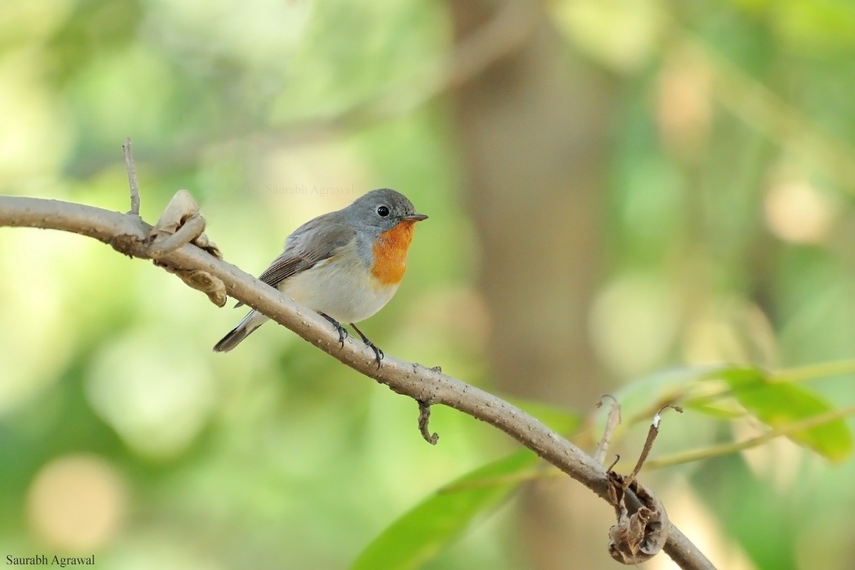 Red-breasted Flycatcher - Saurabh Agrawal