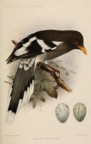 White-winged Magpie (Gray-tailed) - ML380079361