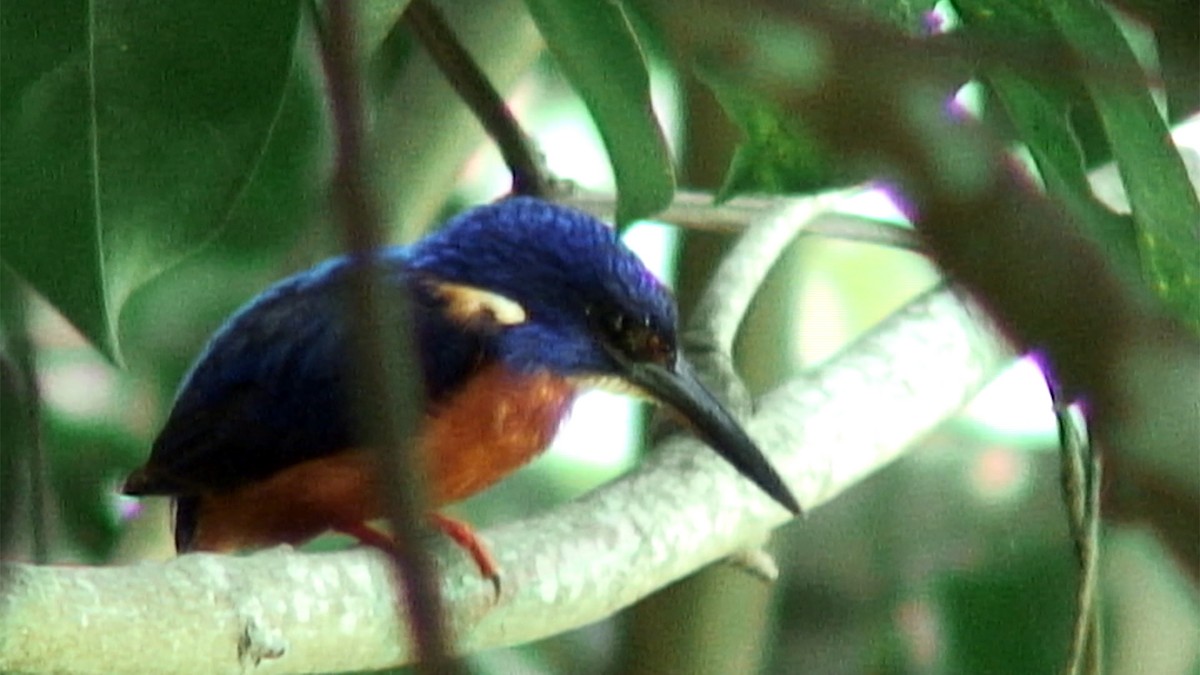 Shining-blue Kingfisher - ML380081641