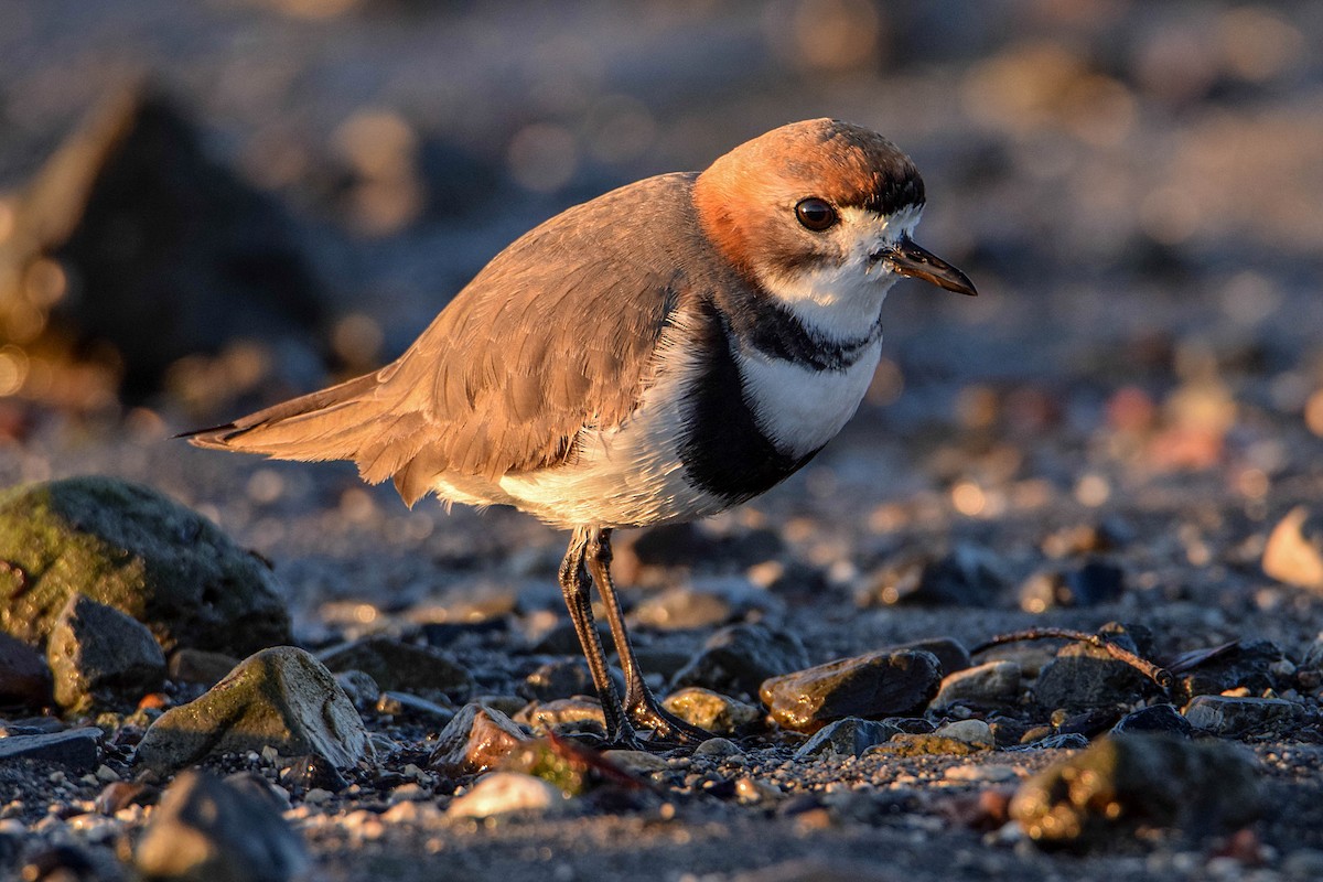 Two-banded Plover - ML380081931