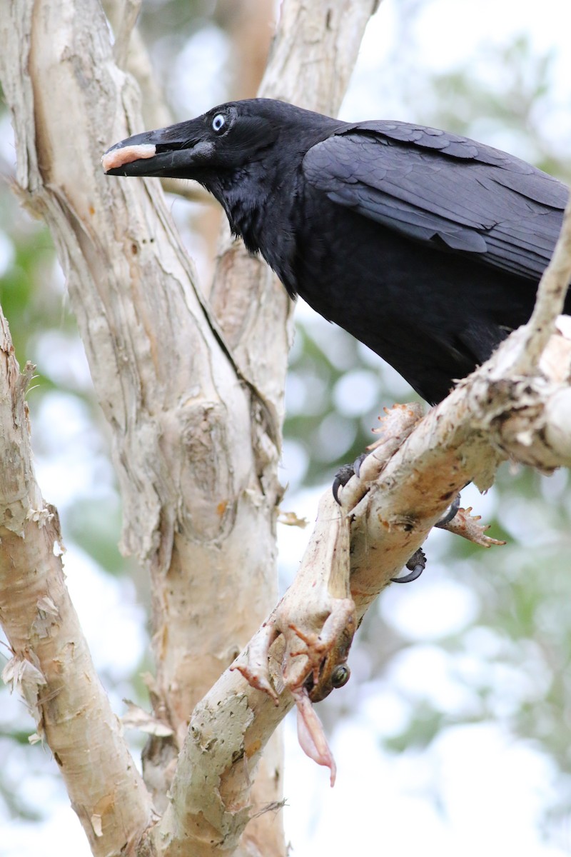 Torresian Crow - Hans Wohlmuth