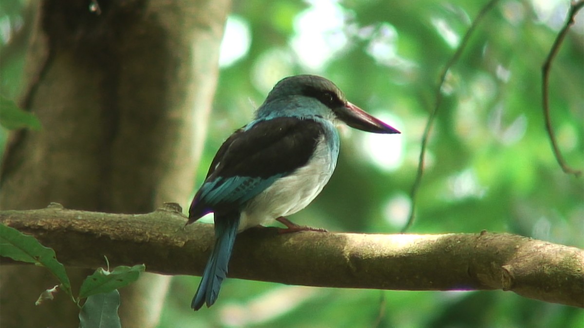 Blue-breasted Kingfisher - ML380089371