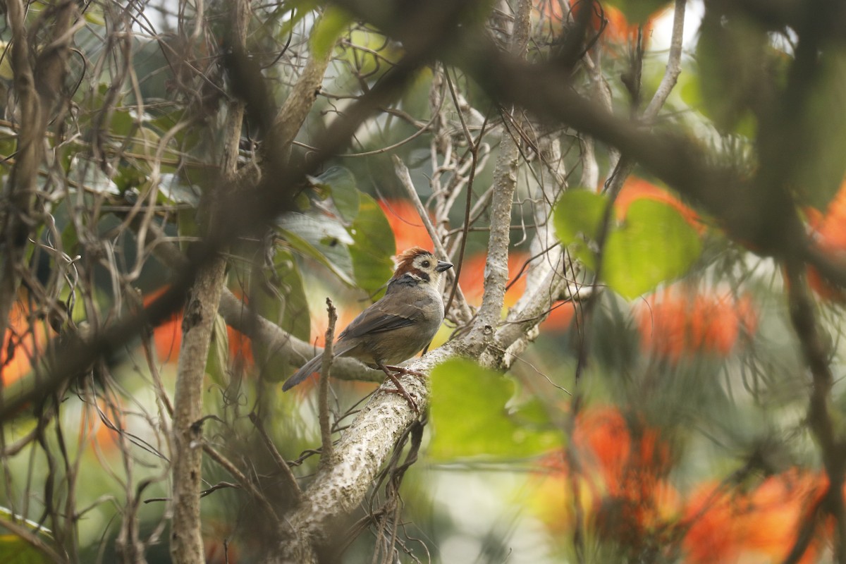 White-faced Ground-Sparrow - ML380090341