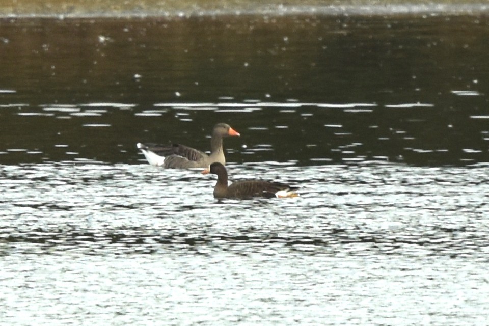 Greater White-fronted Goose (Greenland) - ML380091721