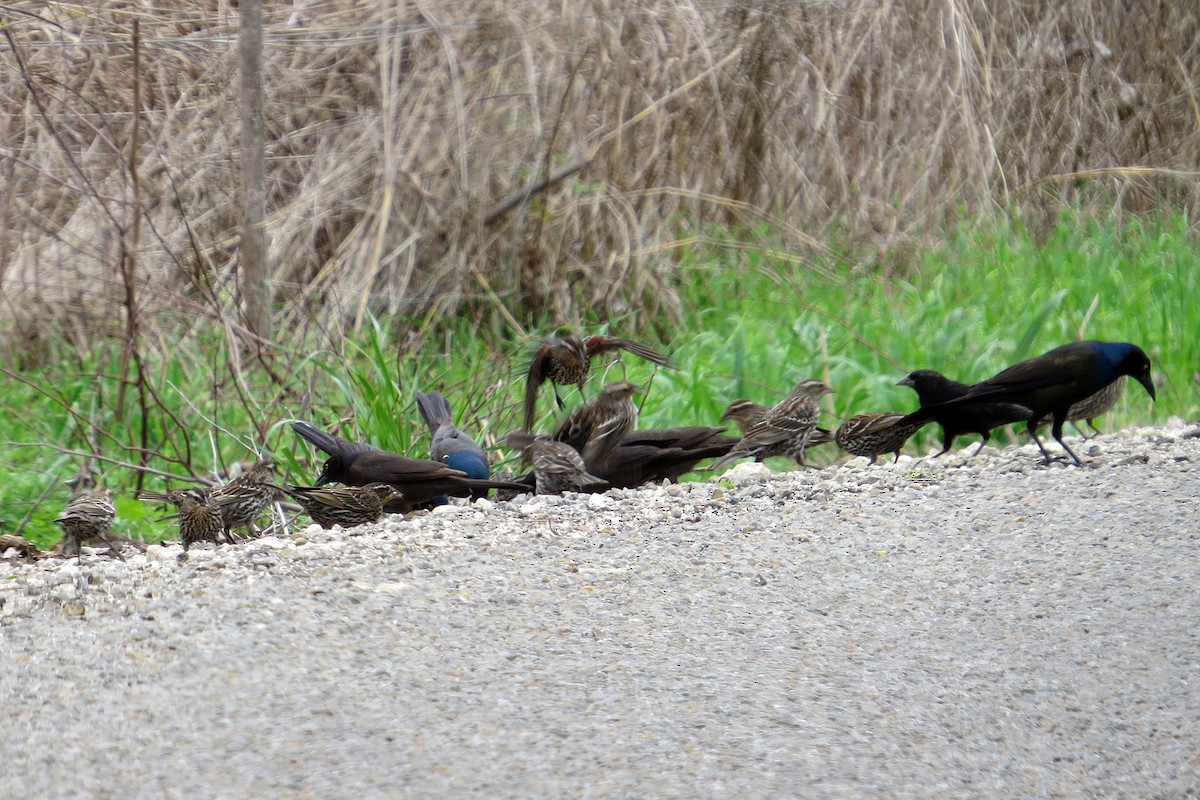 Common Grackle - Jeff Culler