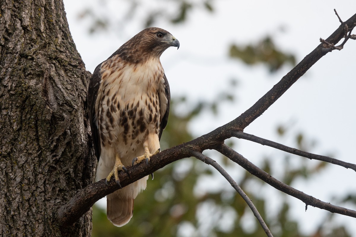 Red-tailed Hawk - Steve Rappaport