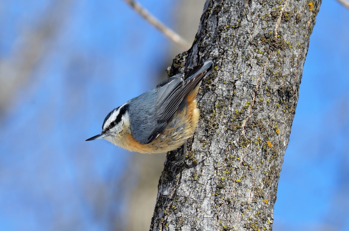 Red-breasted Nuthatch - ML380104871