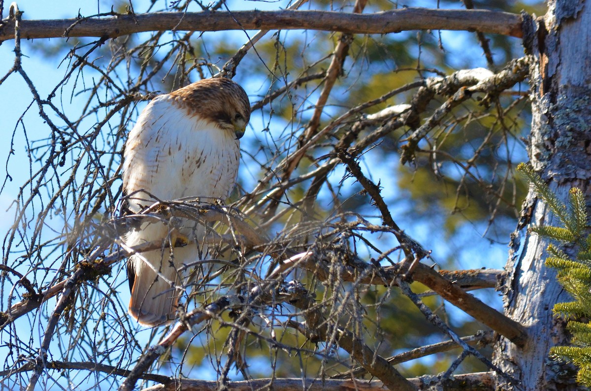 Red-tailed Hawk - ML380105071