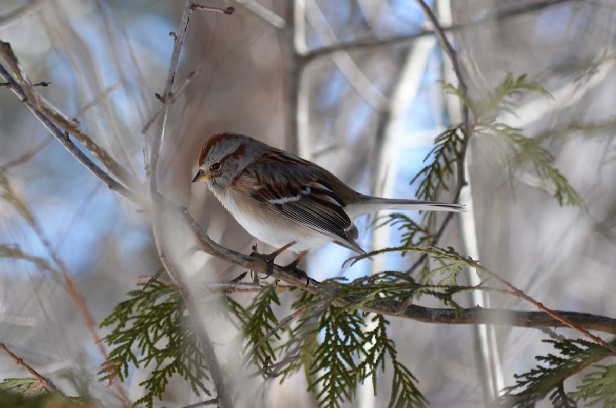 American Tree Sparrow - Bob Baker