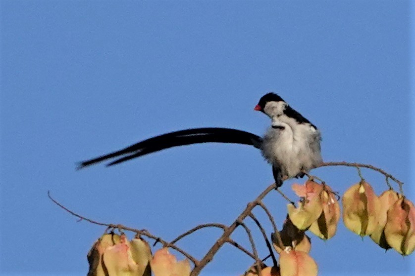 Pin-tailed Whydah - ML380105311