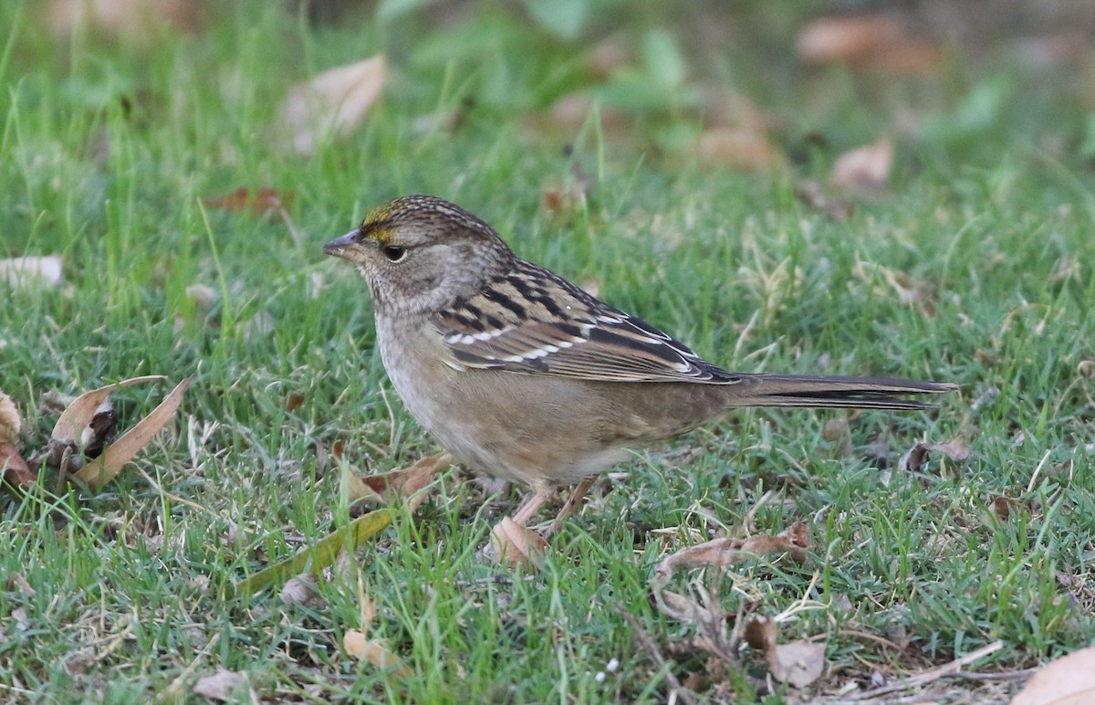 Golden-crowned Sparrow - ML380108551