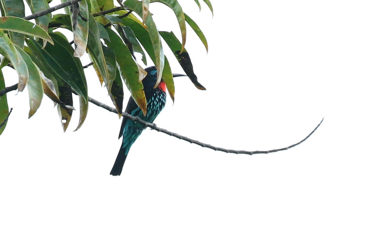 Black Bee-eater - ML380108581