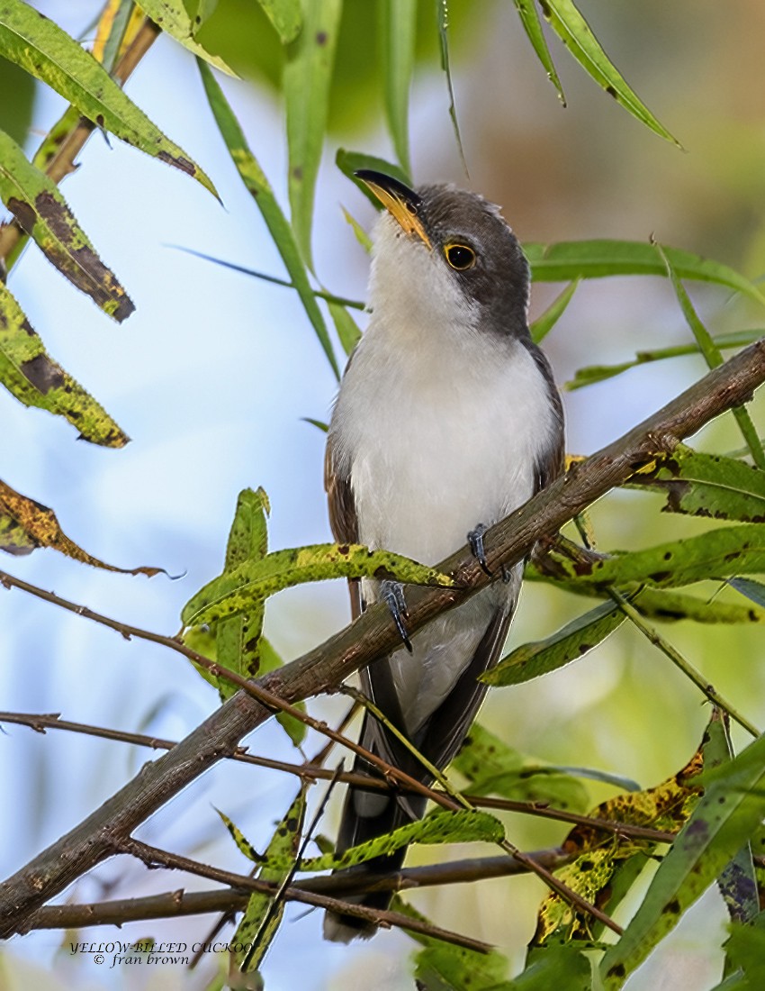 Yellow-billed Cuckoo - Frances Brown