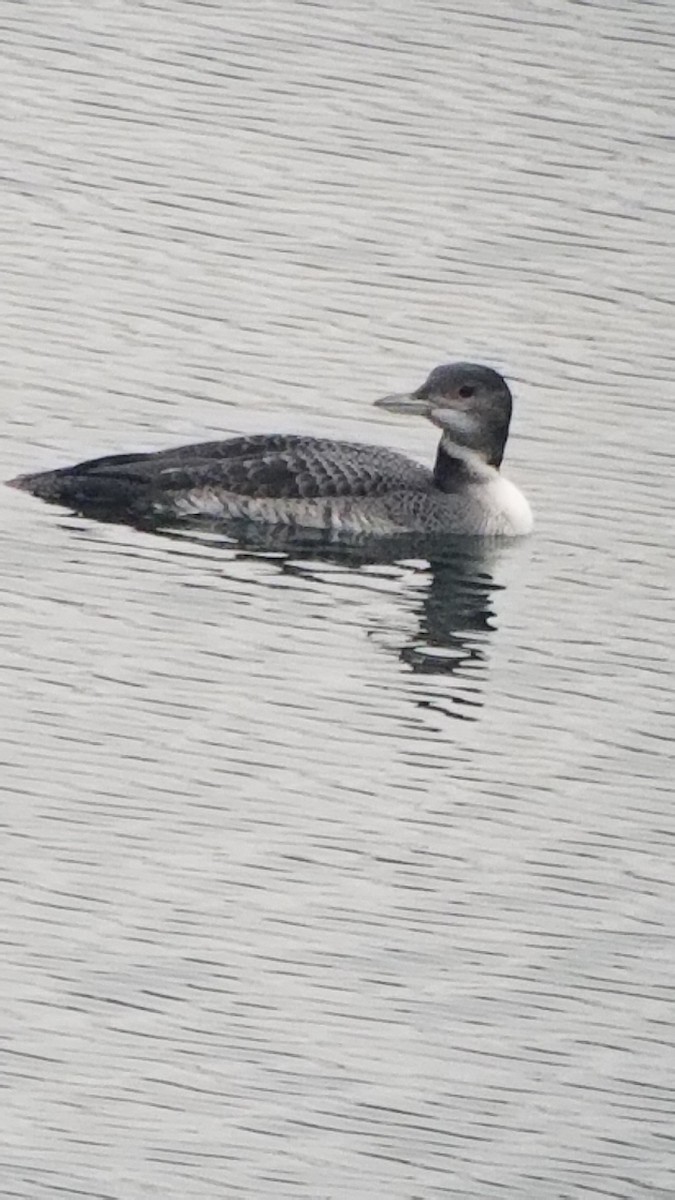 Common Loon - Cam Lee