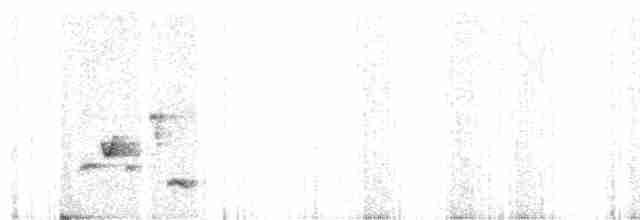 Ak Kanatlı Çıtkuşu - ML380123581