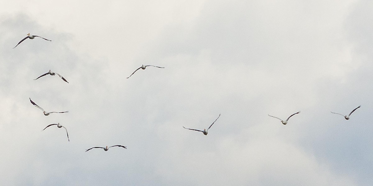 American White Pelican - Eric Juterbock