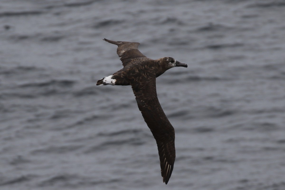 Black-footed Albatross - Arnold Skei