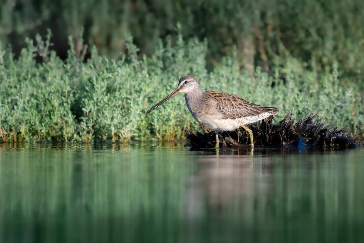 Long-billed Dowitcher - ML380139941