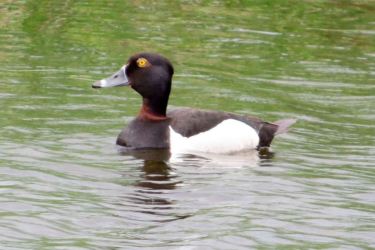 Ring-necked Duck - ML38014211