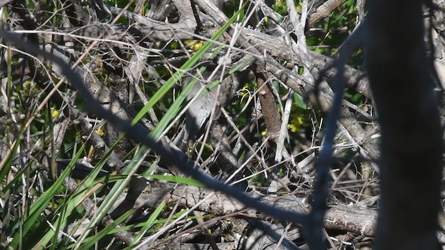 Black-eared Cuckoo - ML380144681