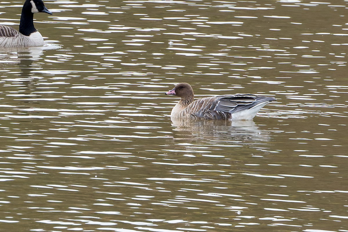Pink-footed Goose - ML380145781