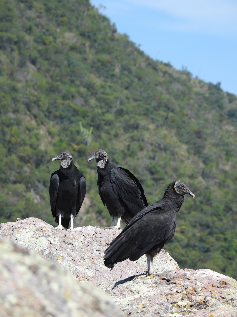 Black Vulture - ML380146011