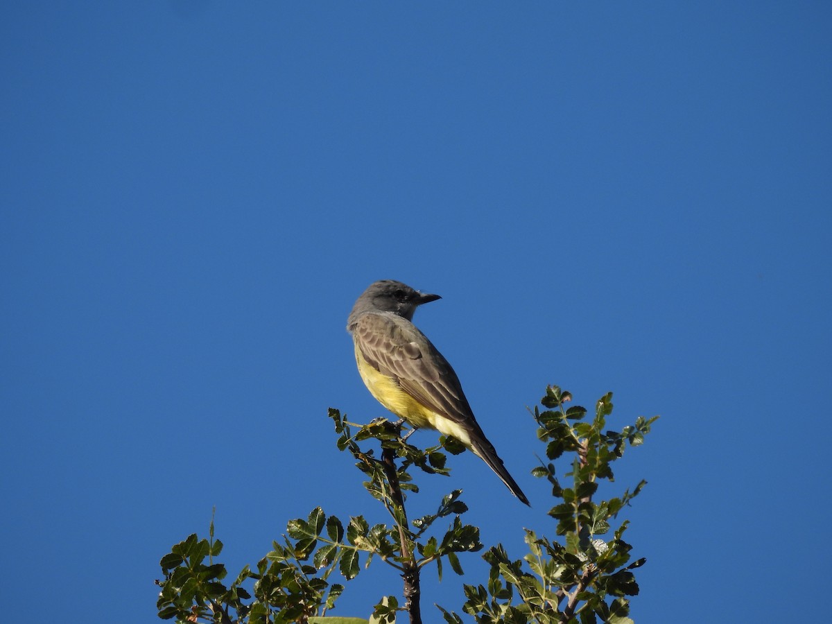 Tropical Kingbird - Margaux Guiheneuc