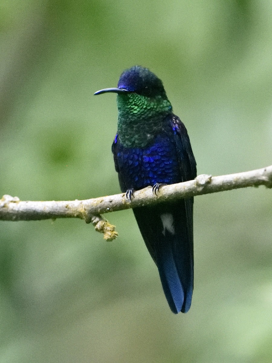 Crowned Woodnymph (Northern/Colombian Violet-crowned) - ML380149541