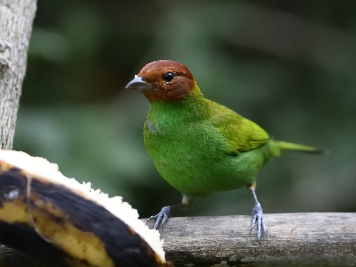 Bay-headed Tanager - ML380151731