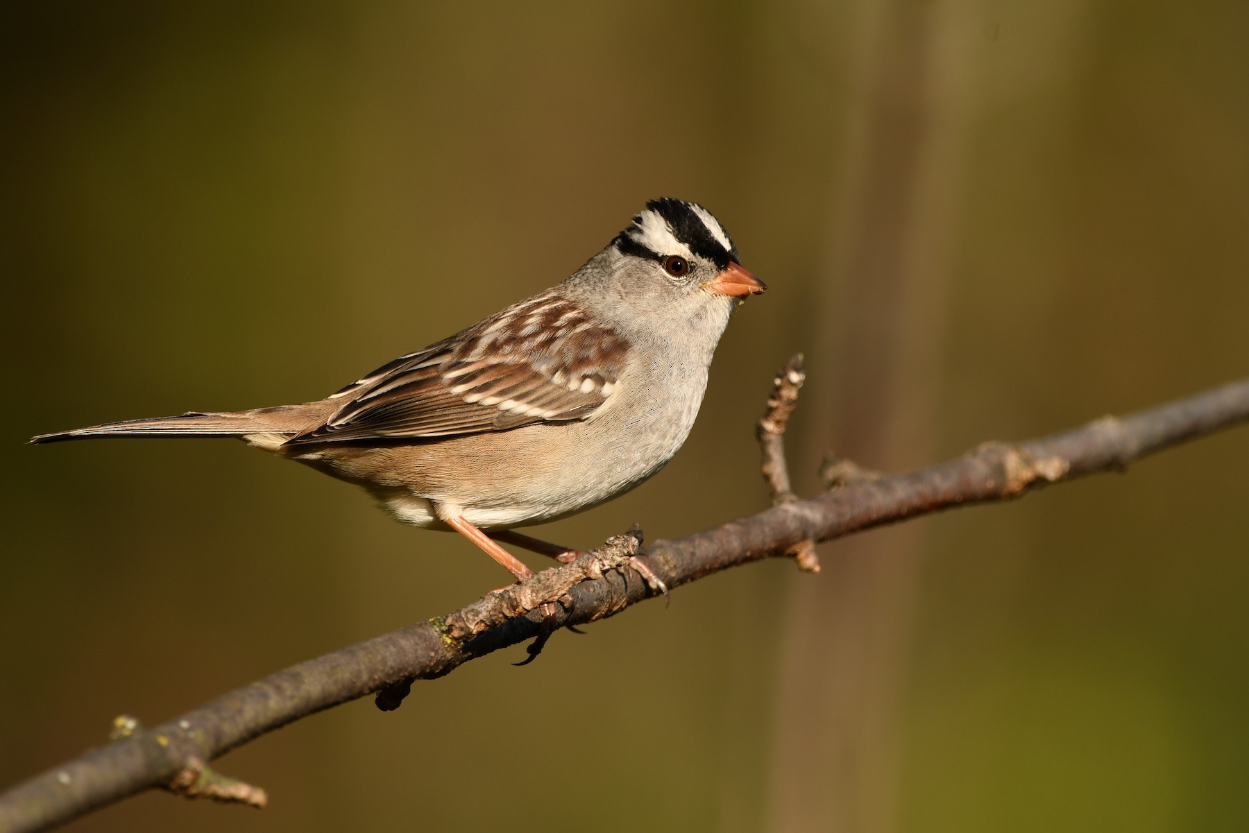 White-crowned Sparrow Subspecies - Help Me Identify a North American ...