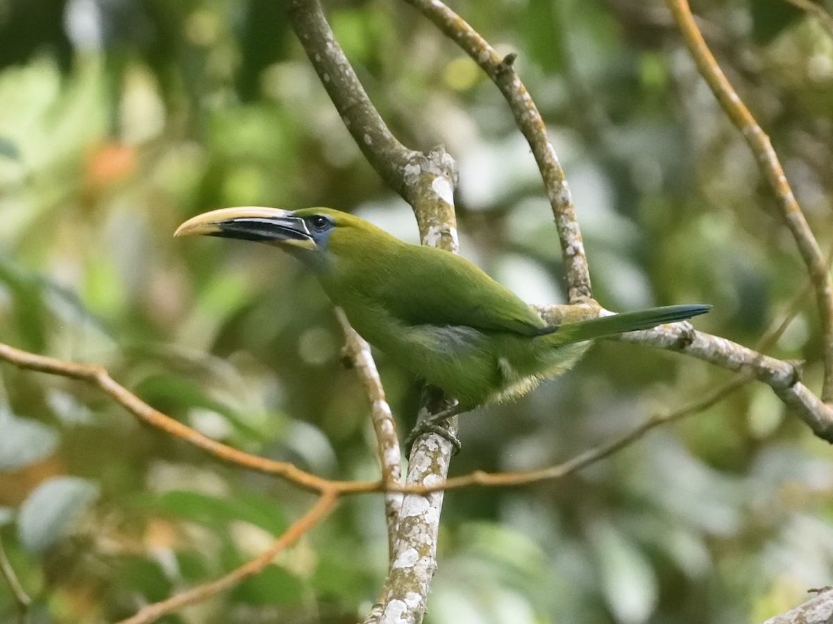 Groove-billed Toucanet - ML380151911