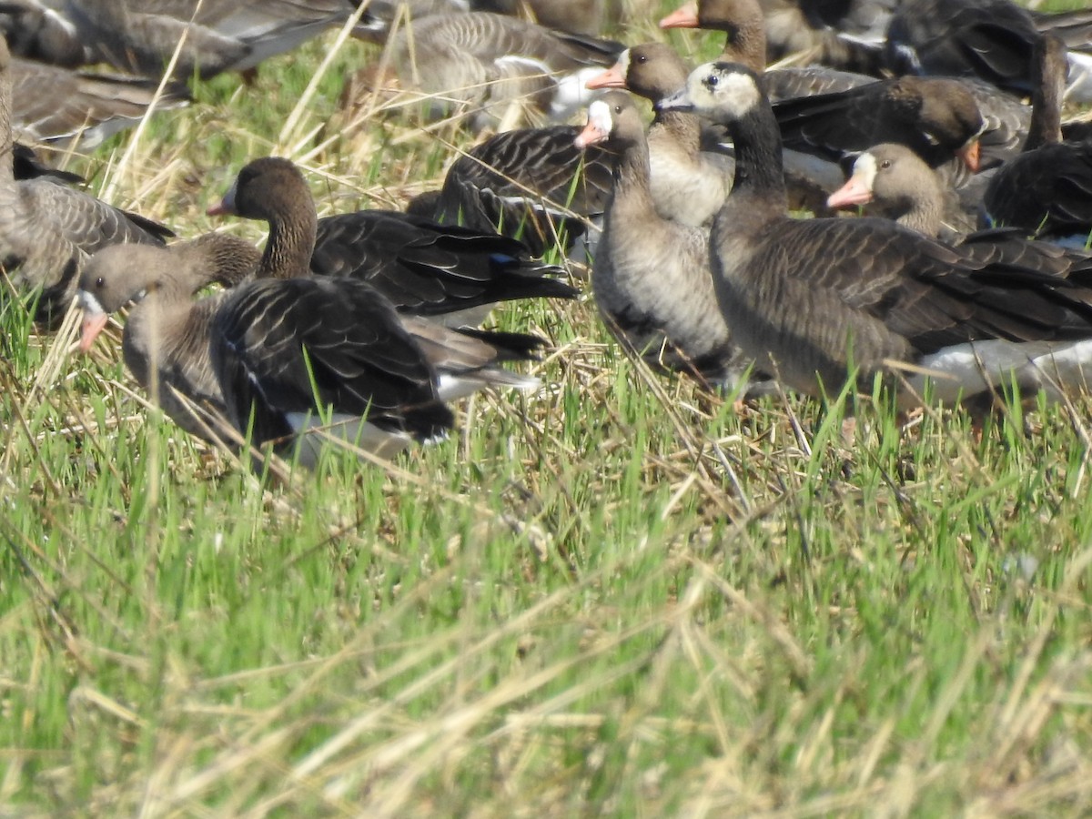 Greater White-fronted x Cackling Goose (hybrid) - Kevin Krajcir