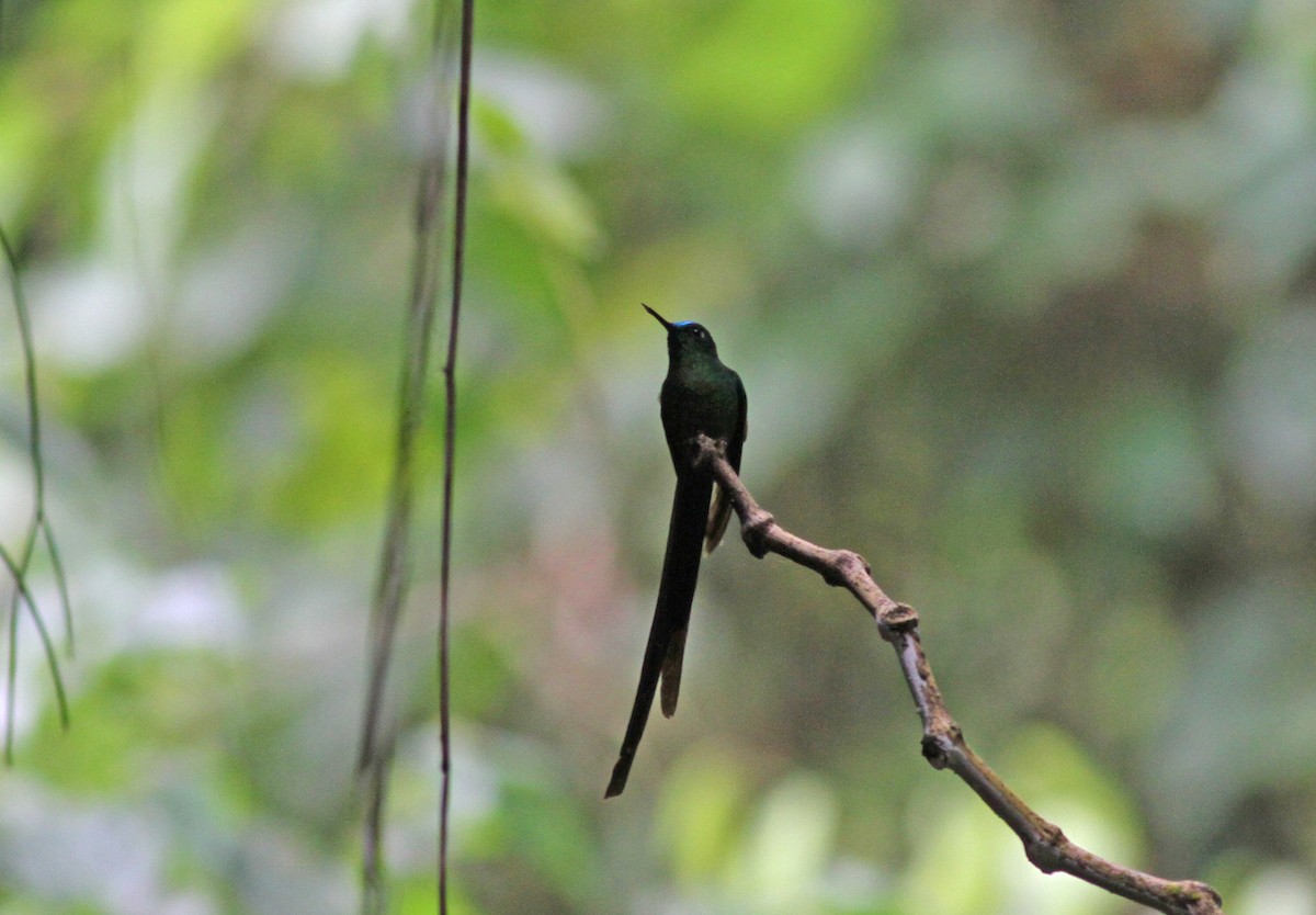 Long-tailed Sylph - ML38015231