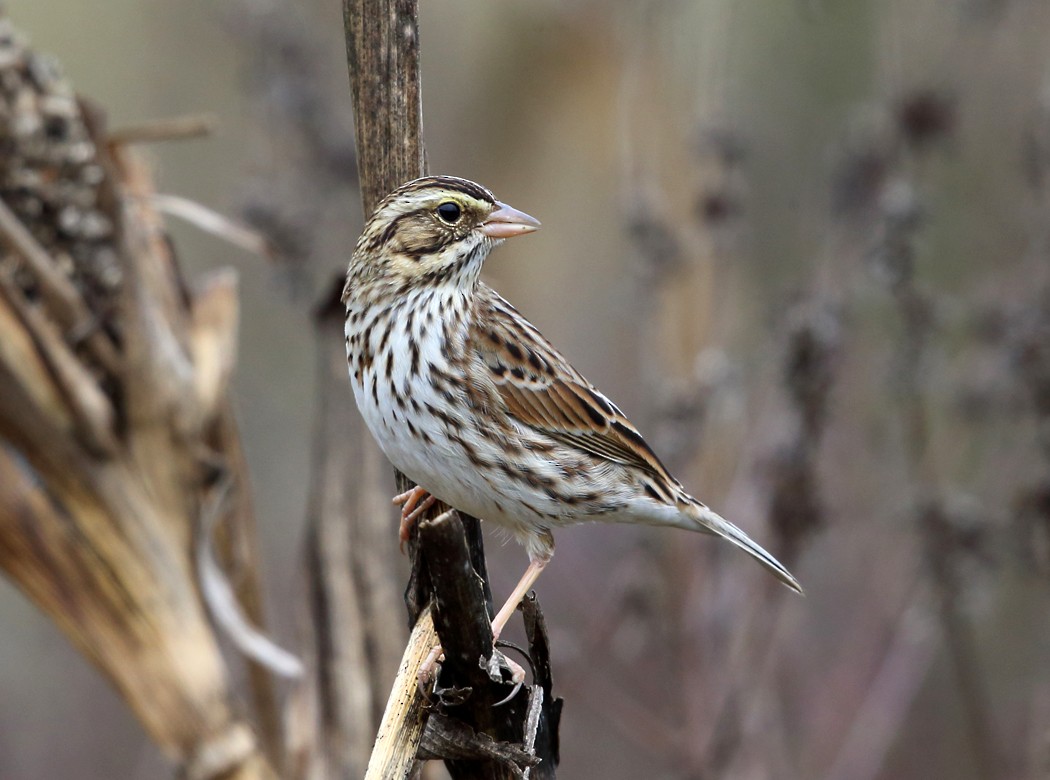 Savannah Sparrow - ML38015361