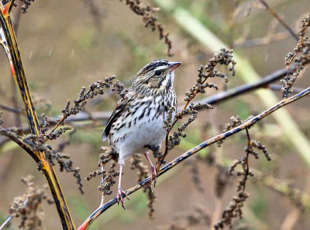 Savannah Sparrow - ML38015371
