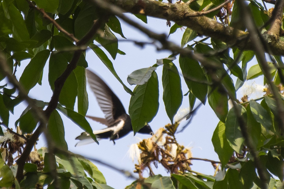 kolibřík černobílý - ML380156431