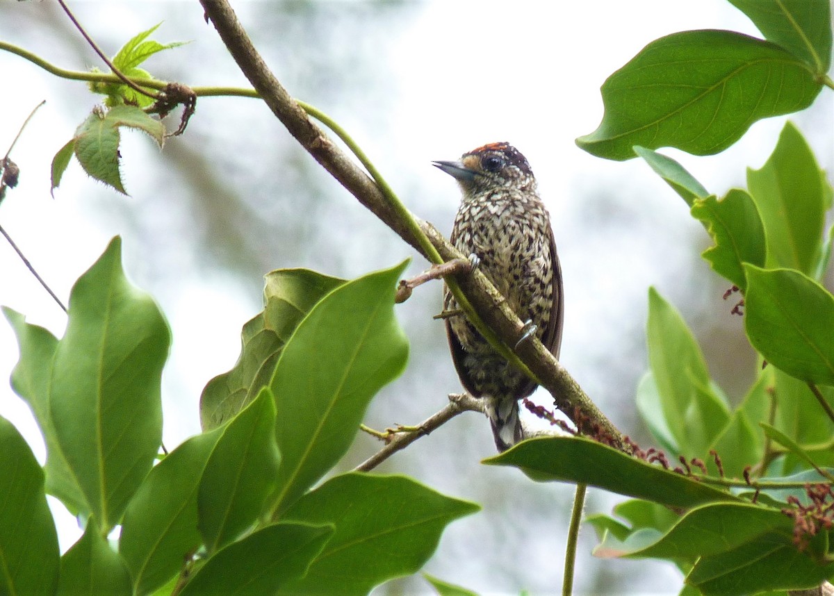 White-wedged Piculet - ML380156691